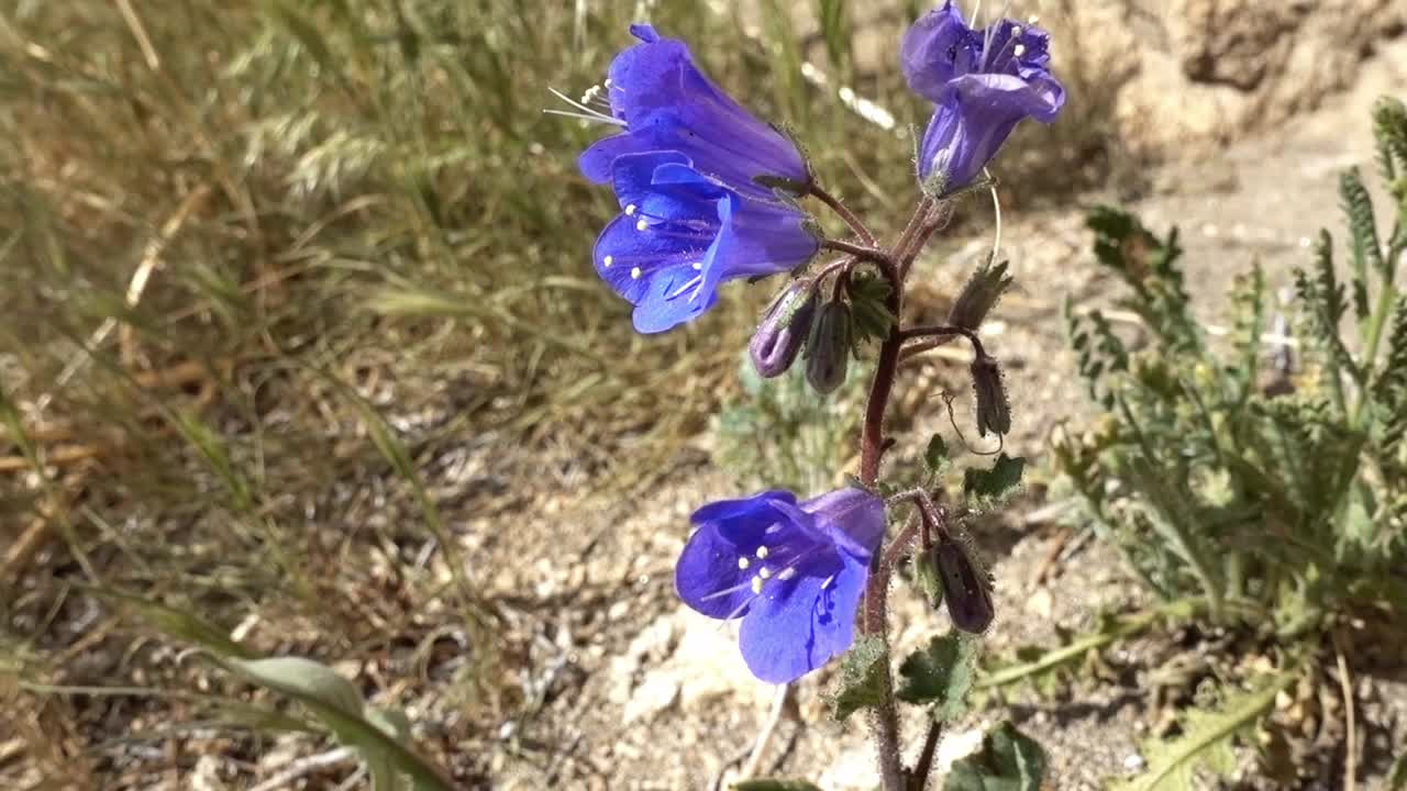 víboras bugloss flores soplando suavemente en el viento a lo largo del sendero de la cresta del pacífico