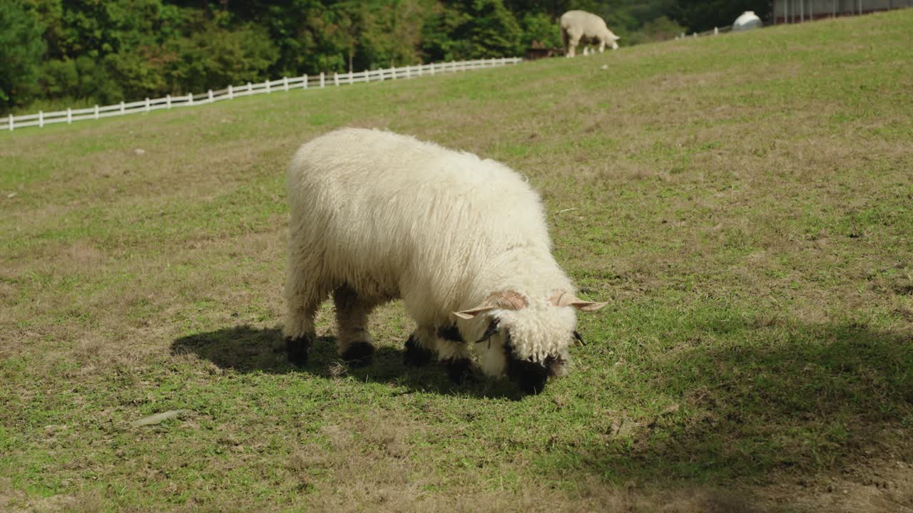 One Valais Blacknose Breed Sheep Grazing Grass in Vast Ranch Yard - slow motion