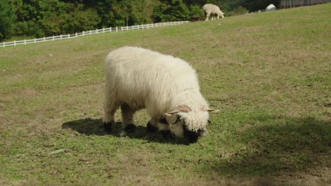 one valais blacknose breed sheep grazing grass in vast ranch yard - slow motion