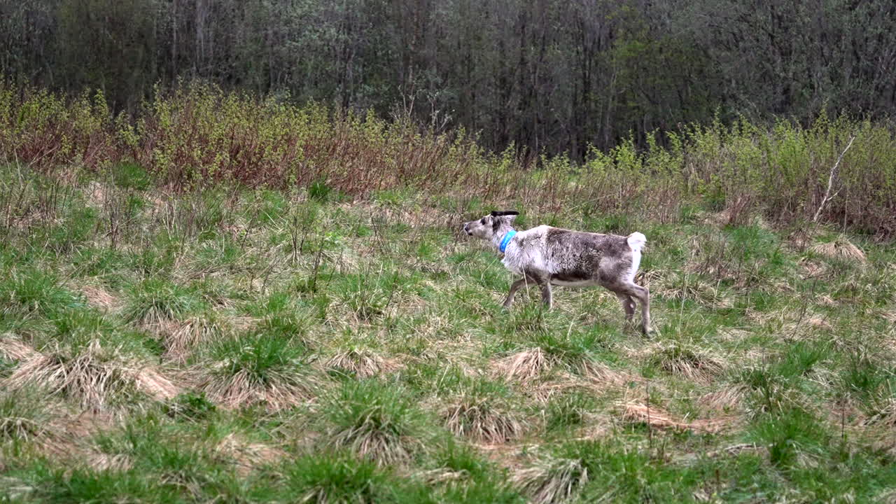 Domestic reindeer with blue collar walking in grassy field in spring while defecating and looking around