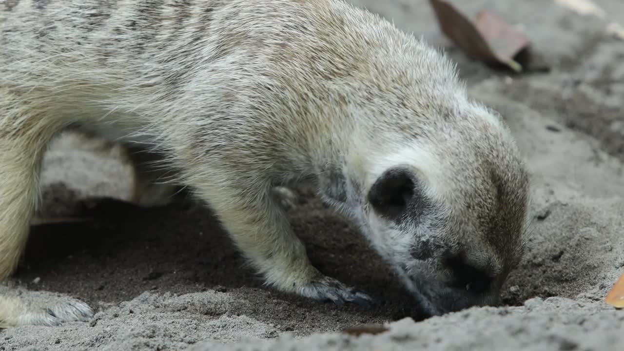 Close-Up of Meerkat Digging in Sand in Natural Environment