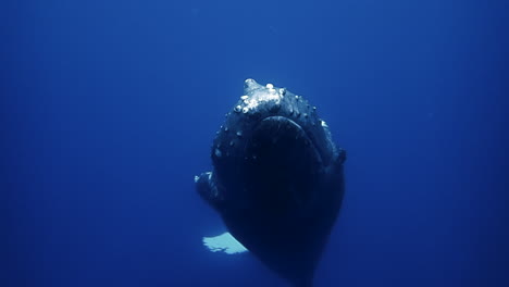 Underwater-close-encounter-with-a-gentle-giant-of-the-ocean---humpback-whale-in-the-wild