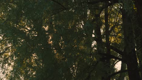 golden hour sunlight flickering through trees at sunrise with camera moving sideways - slow motion
