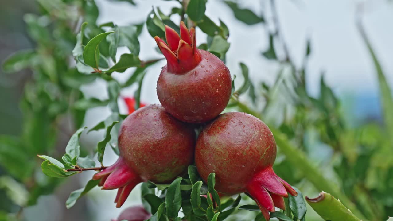 Pomegranate cluster hanging and swaying on tree due to wind with leaves in the back ground. close up, stable shot, 4k.