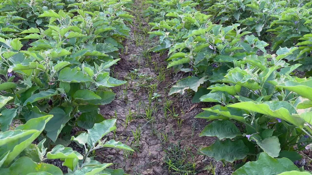 A rows of eggplant or brinjal plant growing in a straight line