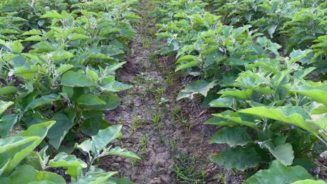 a rows of eggplant or brinjal plant growing in a straight line