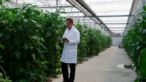 scientist with digital tablet examining plants in the greenhouse 4k