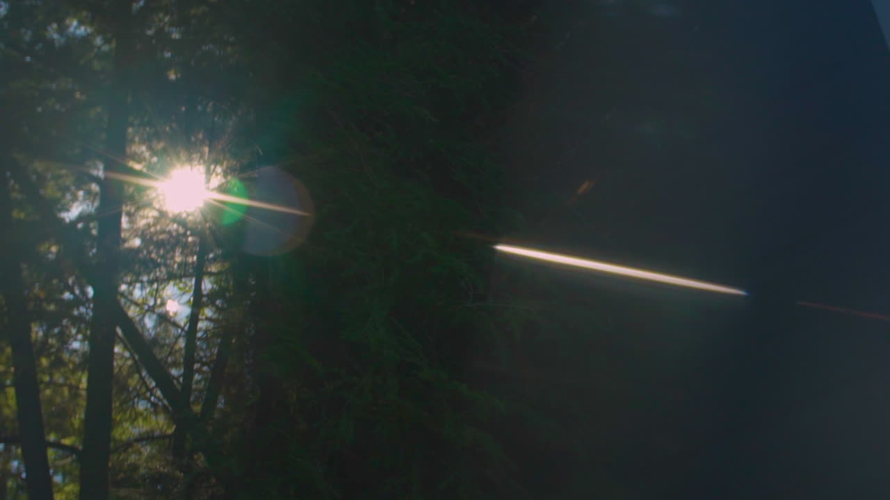 Forest viewed with a prism. Abstract.