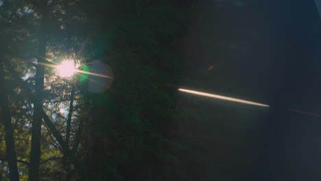 forest viewed with a prism. abstract.