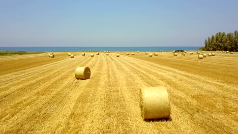 campo amarillo con fajos redondos de heno. cosecha