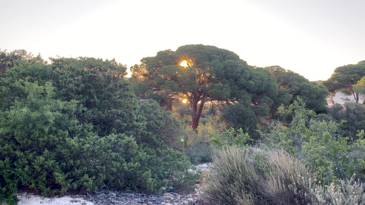 vista aérea del gran amanecer mirando desde detrás del árbol