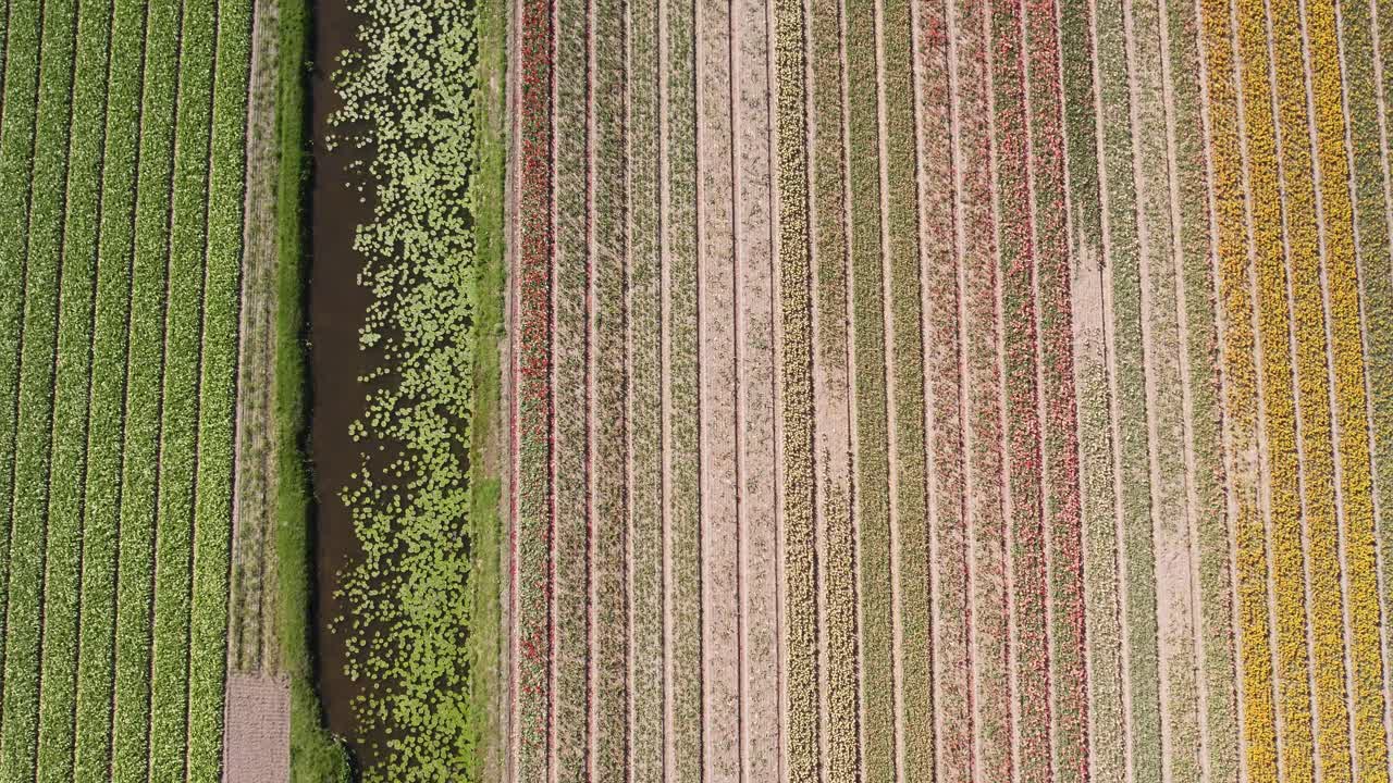 disparo de drones comenzando bajo y volando hacia arriba sobre campos de tulipanes holandeses en 4k