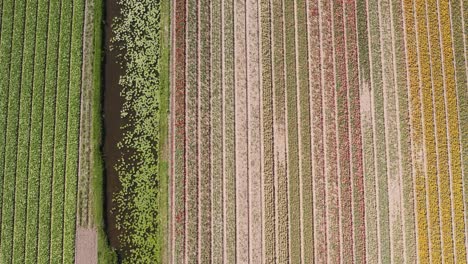 Disparo-De-Drones-Comenzando-Bajo-Y-Volando-Hacia-Arriba-Sobre-Campos-De-Tulipanes-Holandeses-En-4k