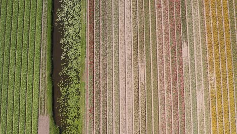 disparo de drones comenzando bajo y volando hacia arriba sobre campos de tulipanes holandeses en 4k