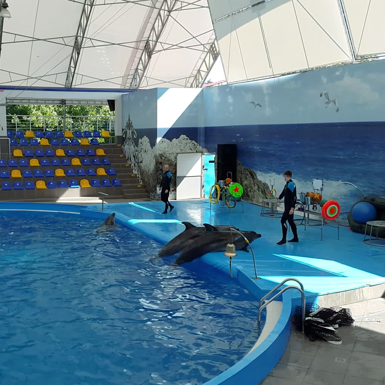 Odessa, Ukraine - August 2017: Dolphins play in the Dolphinarium. Representation in the Dolphinarium. Show of dolphins.