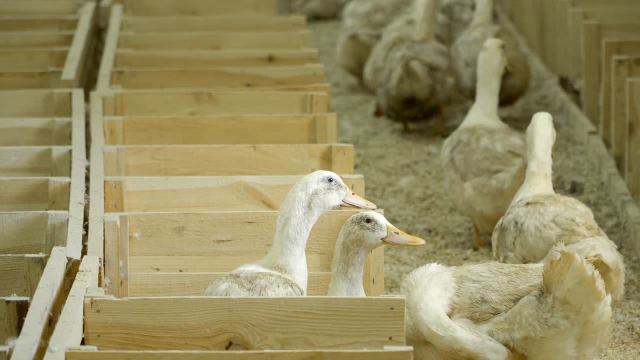 Kümes hayvanı çiftliğinde satılık ördekler.