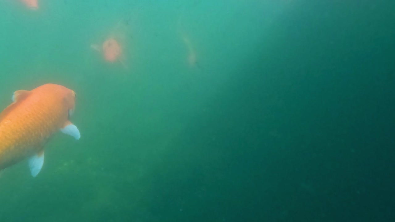 красочные рыбы кои скользят по мутной воде