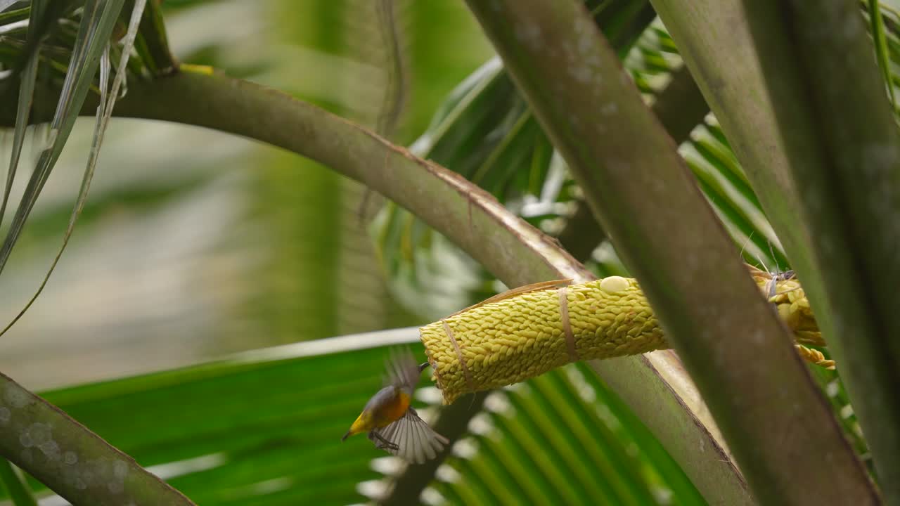un pájaro pico de panza de vientre naranja macho se posó por un momento y luego se alejó y regresó de nuevo para chupar un azúcar de la flor de coco