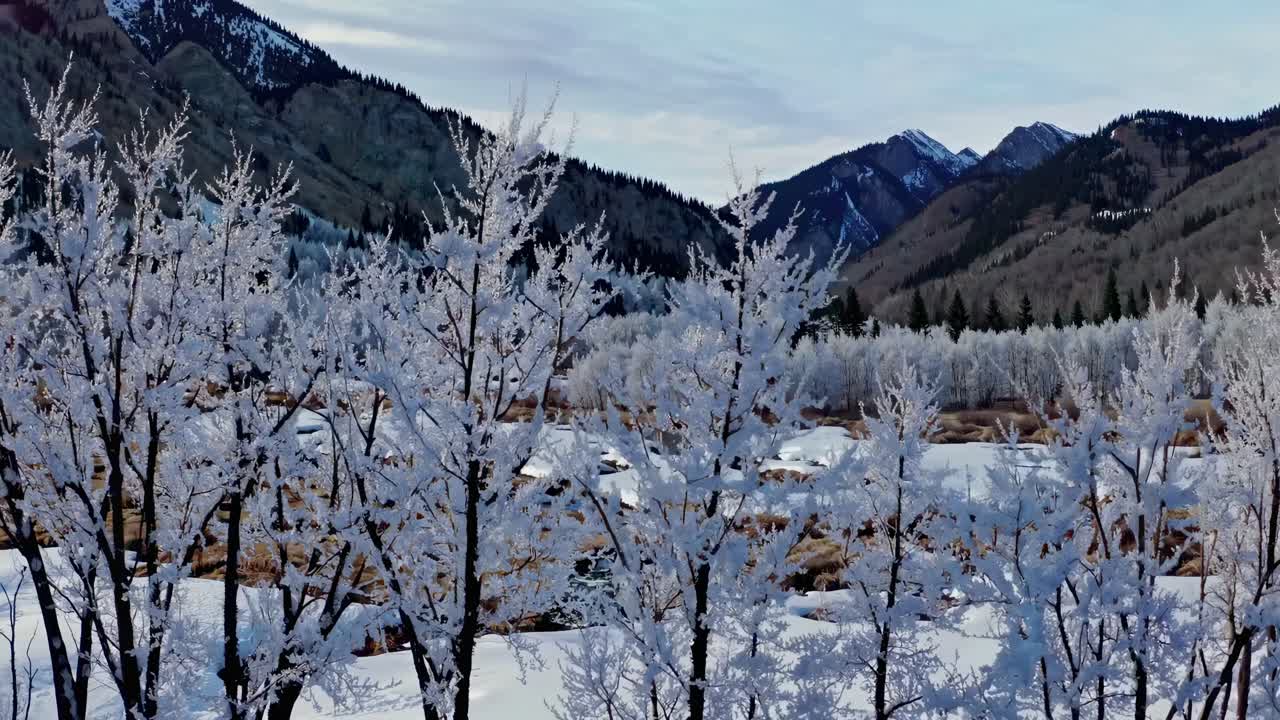 A serene winter landscape video captures frosted trees and snow-covered mountains from a low-angle