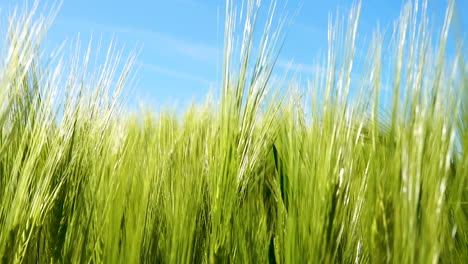 low angle shot of spikelets of young green wheat on a bright sunny day