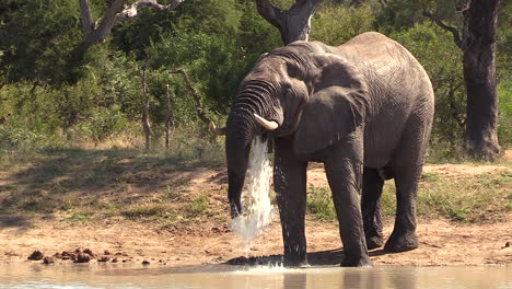 Un-Toro-Elefante-Grande-Parado-En-Un-Abrevadero-Toma-Un-Trago-Con-Su-Trompa-Y-Luego-Escupe-La-Mayor-Parte-Del-Agua