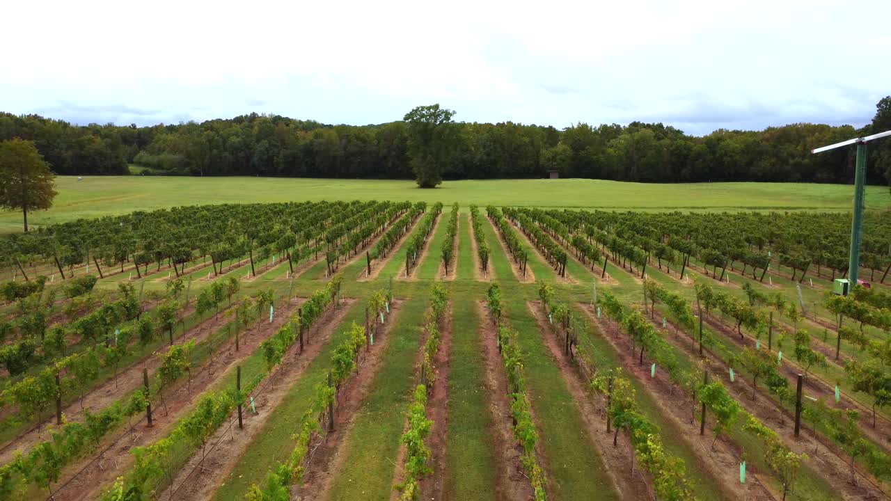 Reverse low Ariel shot of vineyard with windmill and large lone tree, Clemmons NC