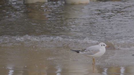 Sea-Gull-On-A-Beach-With-Calming-Waves-At-The-Shore