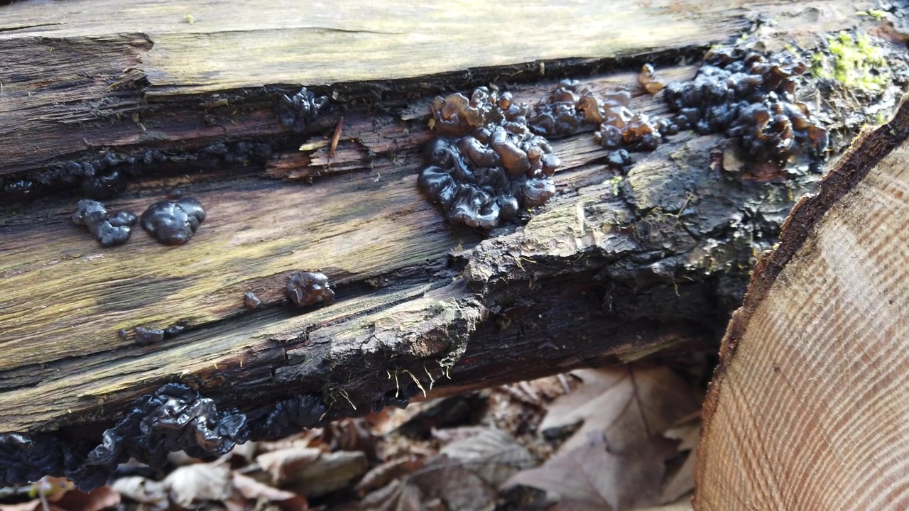 Funghi di bosco su un tronco d'albero. Exidia è un genere di funghi della famiglia delle Auriculariaceae