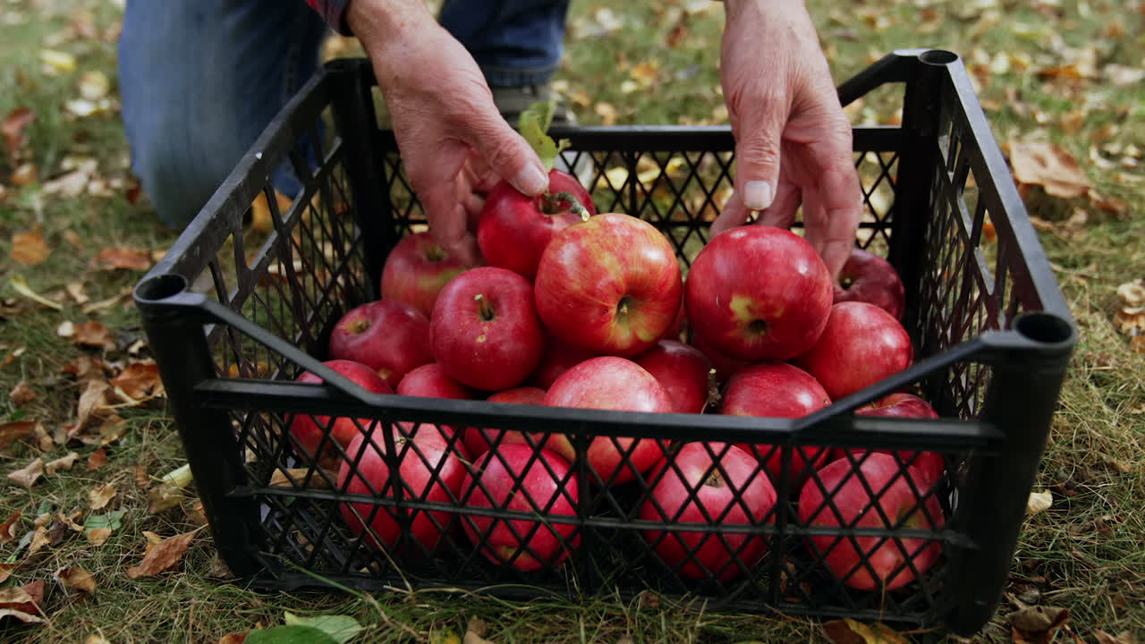 Person Picking Apples from a Crate