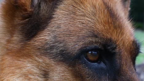 cinematic closeup shot of german shepard dogs eye