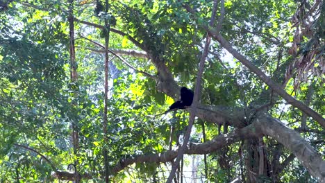 mono negro en un bosque tropical