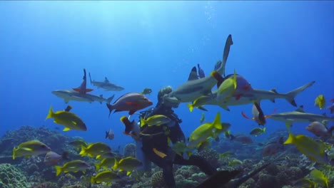 under water stock footage