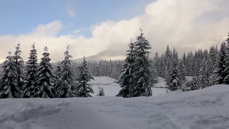 Beautiful-landscape-shot-of-snow-covered-pine-trees,-snowy-fields-and-pond-during-blue-sky-and-snowfall