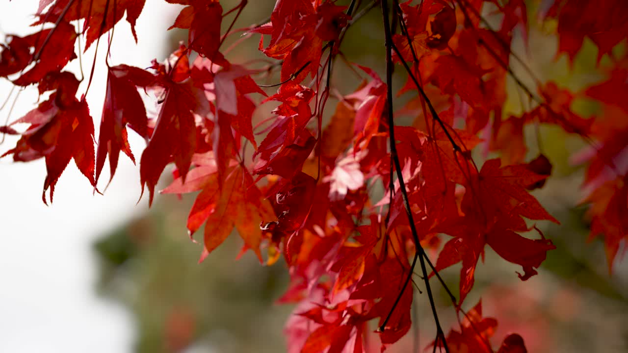 Beautiful red maple leaves creating a mesmerizing display of color during the autumn season in Japan. Swaying In Slow Motion