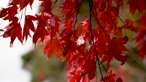 beautiful red maple leaves creating a mesmerizing display of color during the autumn season in japan. swaying in slow motion