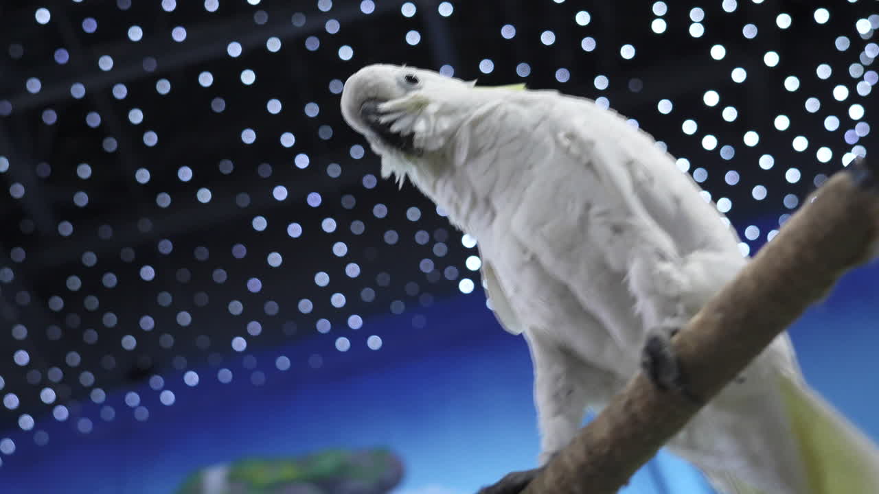 가지 에 달린  카카투