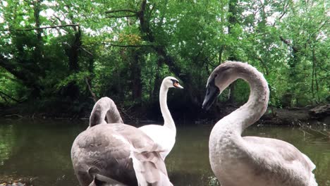 -los-Cisnes-En-El-Lago-Están-En-El-Parque-De-Londres-reino-Unido