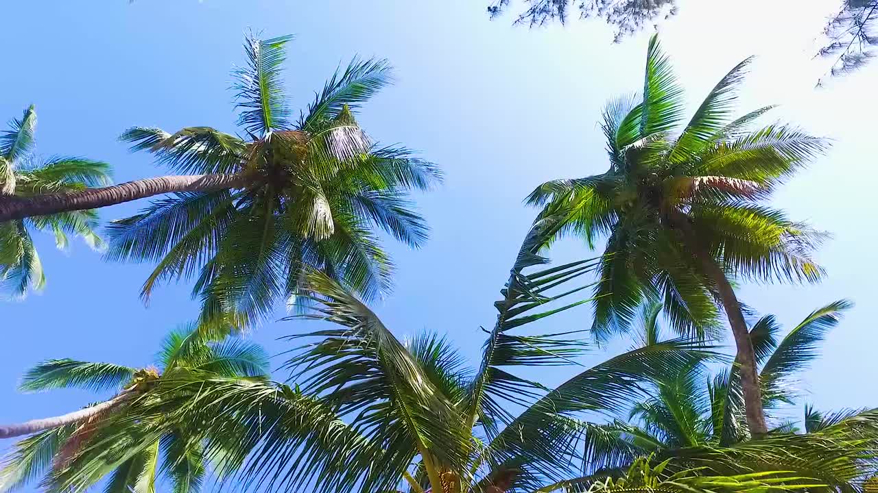 잔지바르 섬 에 있는 코코 ⁇  나무 와  ⁇ 집 이 있는  ⁇  모래 의 매우 아름다운 열대 해변