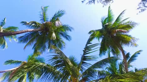Sehr-Schöner-Tropischer-Strand-Aus-Weißem-Sand-Mit-Kokospalmen-Und-Strohhaus-Auf-Der-Insel-Sansibar