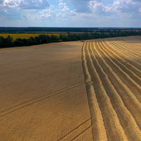 combine harvesting field in summer
