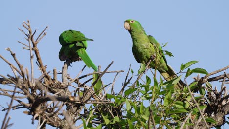 primer plano capturando un par de hermosos periquitos de ojos blancos, psittacara leucophthalmus con plumajes verdes vibrantes posados en el árbol, extendiendo sus alas y volando en cámara lenta