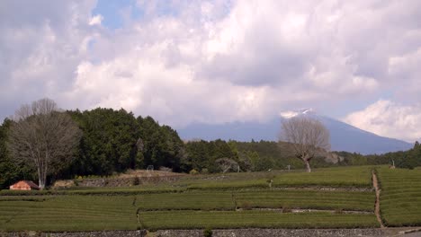 stunning green tea terrace fields with male worker