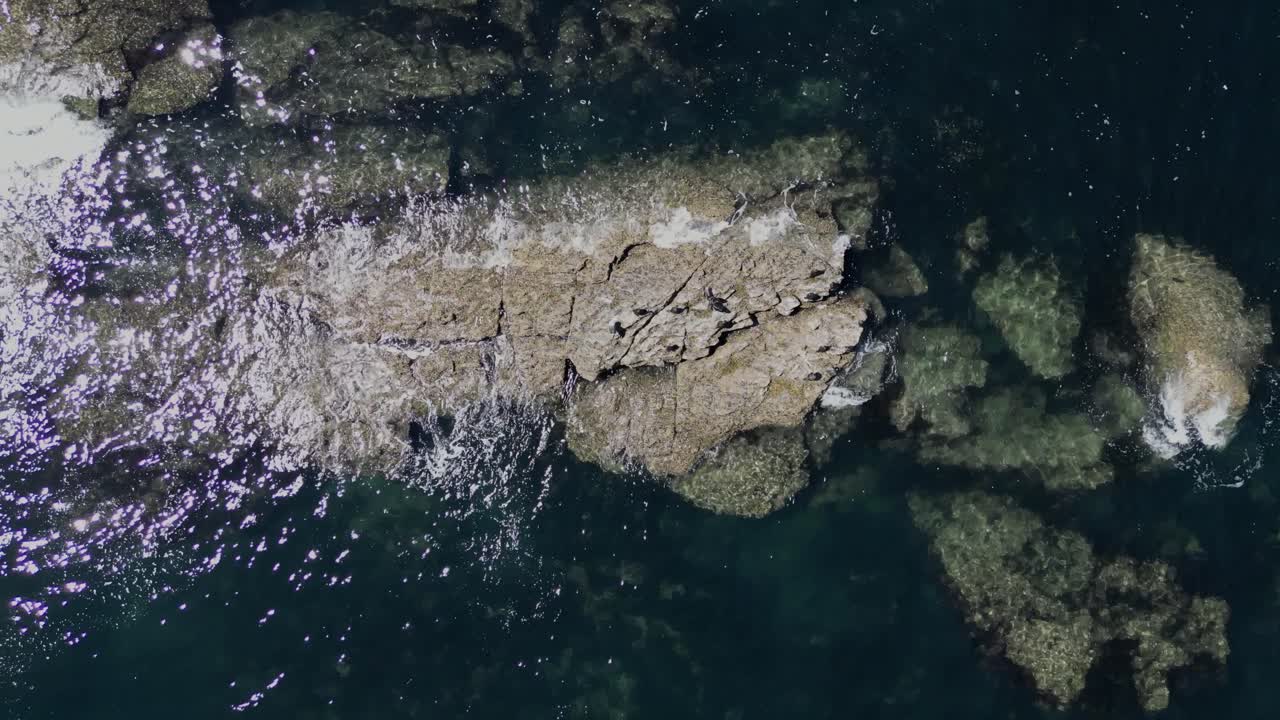 вращающийся вид сверху вниз на стаю чаек на затопленных скалах на кристально чистой океанской воде, санксенксо