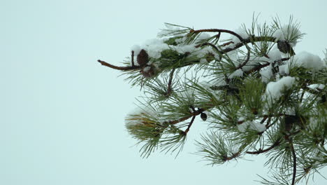 Snow-falling-on-and-around-beach-side,White-Pine-evergreen-trees,-during-a-winter-day-in-Maine