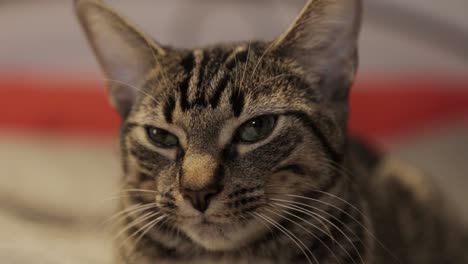una mirada furiosa de un gato doméstico - primer plano