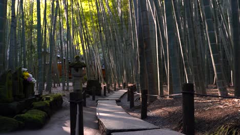 beautiful bamboo forest in kamakura, japan during sunny day - wide shot