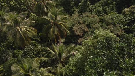 Aerial-birds-eye-view-,slowly-flying-over-dense-tropical-forest-and-palm-trees-with-lush-vegetation-on-a-tropical-Island