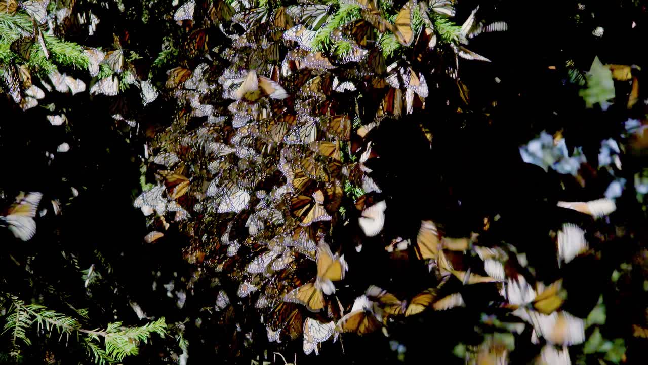 migración de la mariposa monarca majestuosa en michoacán, méxico