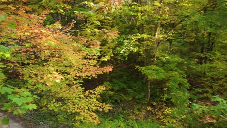 narrow road through the forest during autumn season in montreal, quebec, canada