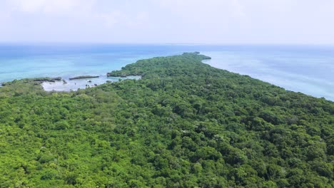 mangrove forest thicket on island of kwale in zanzibar